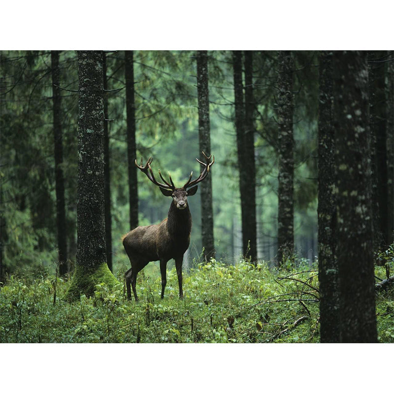 Large Size Contemporary Wall Murals Green Wild Deer in the Forest Patterned Wall Art Clearhalo 'Wall Decor' 'Wall Mural' 1154292