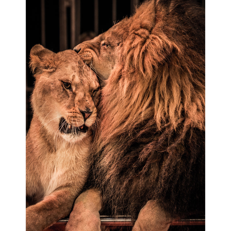 Contemporary Lions in Cage Mural Brown Stain Resistant Wall Decor for Living Room Clearhalo 'Wall Decor' 'Wall Mural' 1508503