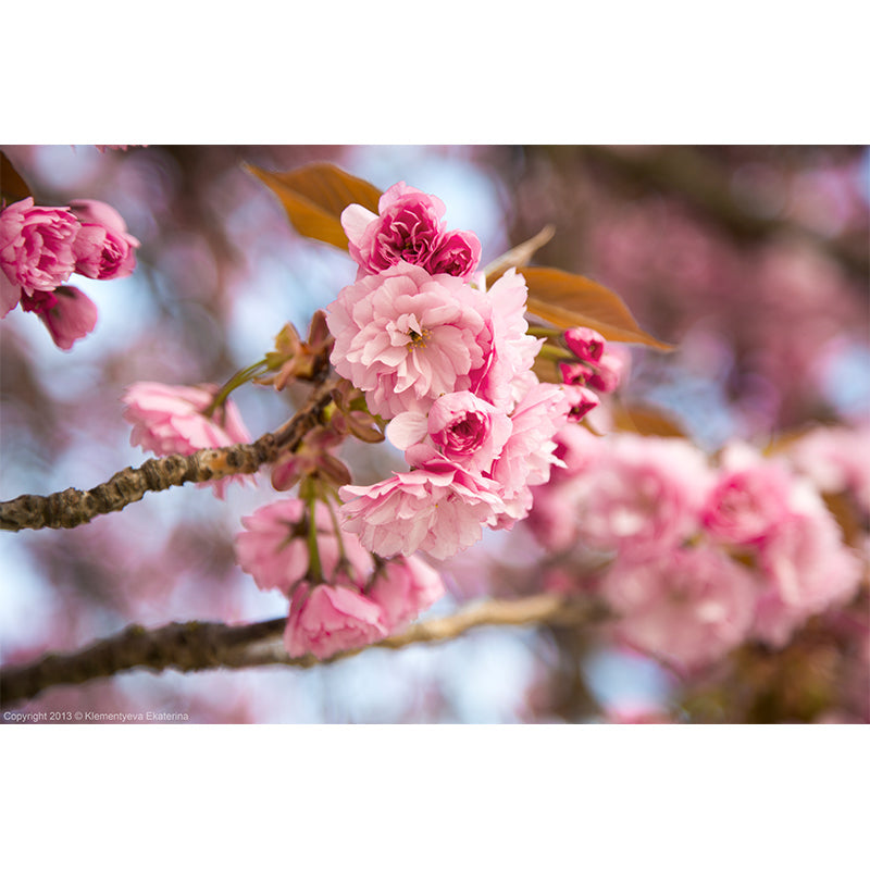 Pink Cherry Blossoming Mural Wallpaper Moisture Protection Modern Bathroom Wall Art Clearhalo 'Wall Decor' 'Wall Mural' 1594993