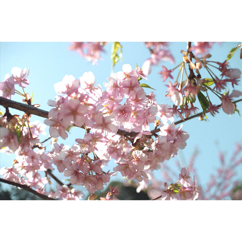 Photograph Style Cherry Blossom Mural Giant Wall Covering for Dining Room, Custom Clearhalo 'Wall Decor' 'Wall Mural' 1595708