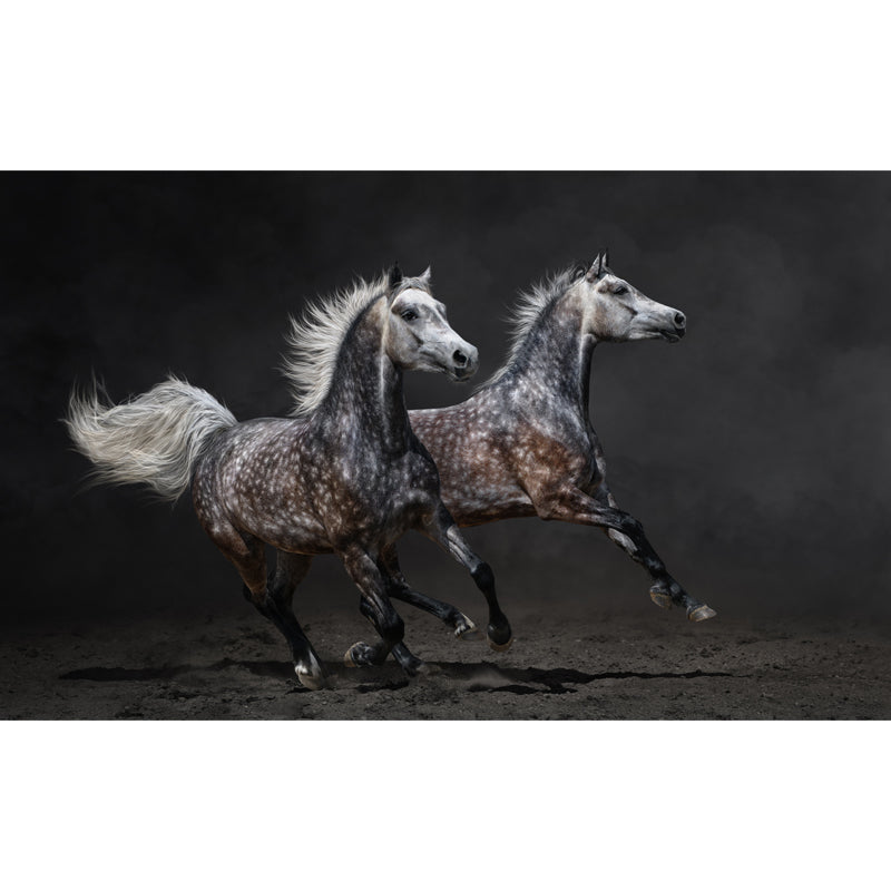 Full Size Photography Modern Mural Wallpaper with Running Steed Printed in Black Clearhalo 'Wall Decor' 'Wall Mural' 1647402