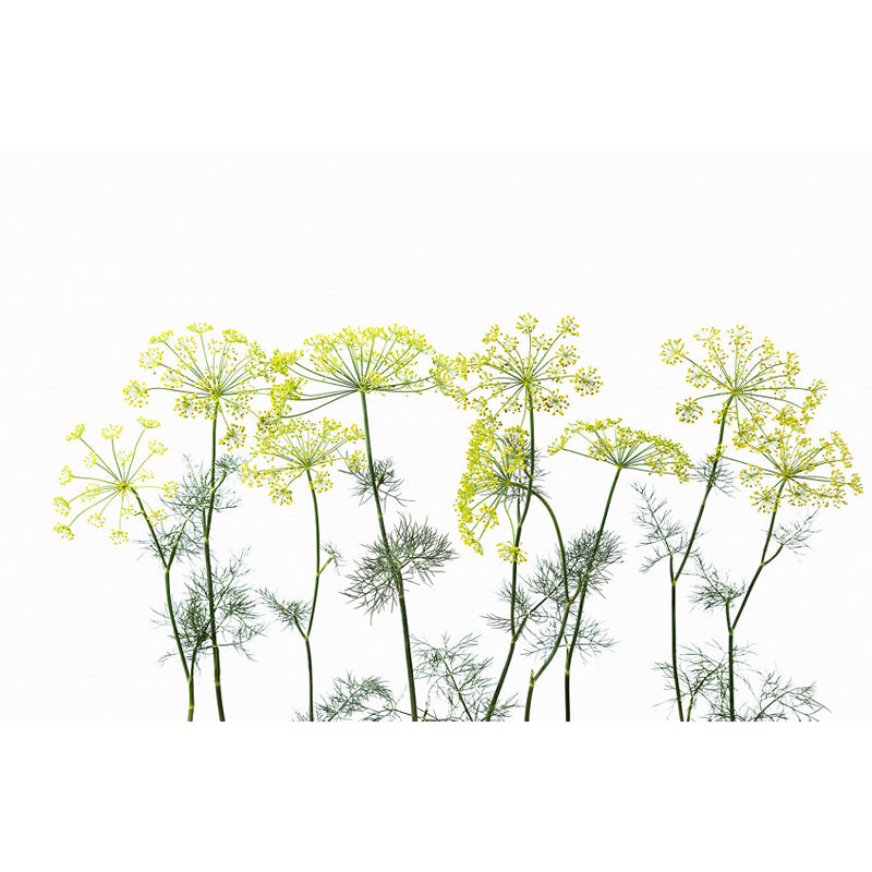 Modern Flower Cow Parsley Mural Yellow Stain-Proofing Wall Decor for Living Room Clearhalo 'Wall Decor' 'Wall Mural' 1696345