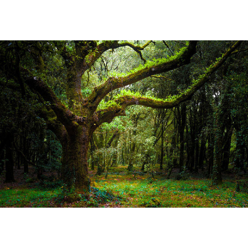 Extra Large Forest Trees Mural Green Non-Woven Wall Art for Indoor Decor, Custom Printed Clearhalo 'Wall Decor' 'Wall Mural' 1714237