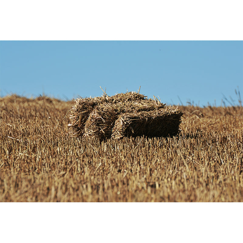 Farmland Haystack Mural Wallpaper Contemporary Non-Woven Fabric Wall Decor for Home Clearhalo 'Wall Decor' 'Wall Mural' 1895676